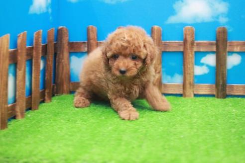 成約済の滋賀県のトイプードル-23816の2枚目