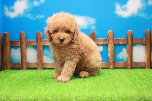 成約済の滋賀県のトイプードル-23817の2枚目