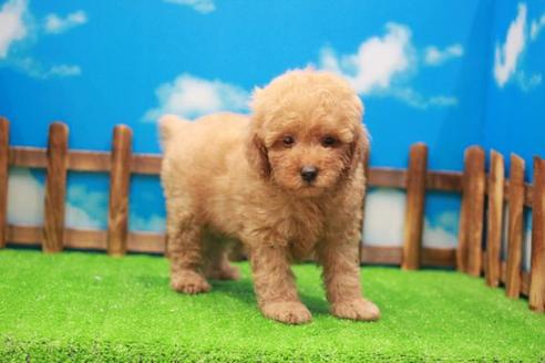 成約済の滋賀県のトイプードル-23817の1枚目