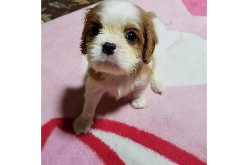 成約済の鹿児島県のキャバリアキングチャールズスパニエル-23453の1枚目
