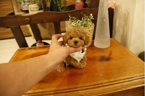 成約済の埼玉県のトイプードル-23827の4枚目