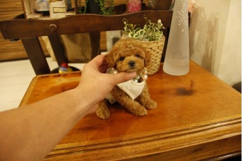 成約済の埼玉県のトイプードル-23827の5枚目