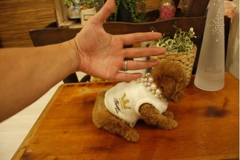 成約済の埼玉県のトイプードル-23827の1枚目