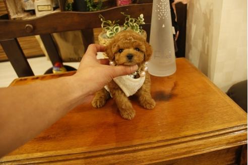 成約済の埼玉県のトイプードル-23827の2枚目