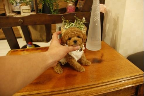 成約済の埼玉県のトイプードル-23827の3枚目