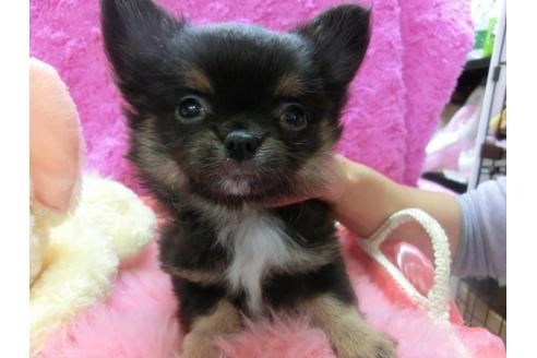 成約済の京都府のチワワ-23833の1枚目