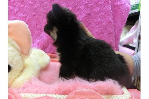 成約済の京都府のチワワ-23833の2枚目