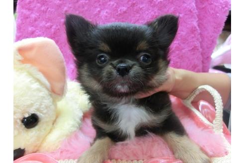 成約済の京都府のチワワ-23833の3枚目