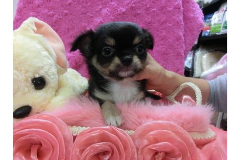 成約済の京都府のチワワ-23834の1枚目