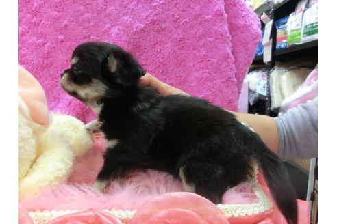 成約済の京都府のチワワ-23834の2枚目