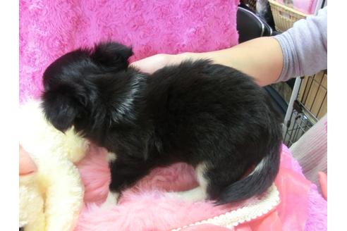 成約済の京都府のチワワ-23834の3枚目