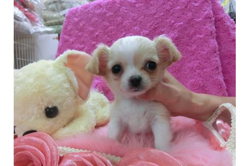 成約済の京都府のチワワ-23835の2枚目