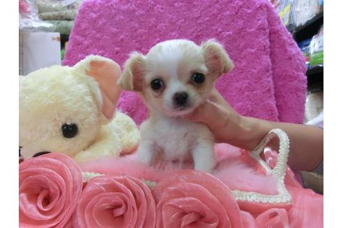 成約済の京都府のチワワ-23835の1枚目