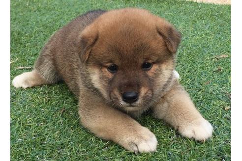 成約済の長崎県の柴犬-22804の1枚目