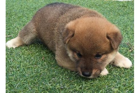 成約済の長崎県の柴犬-22804の2枚目