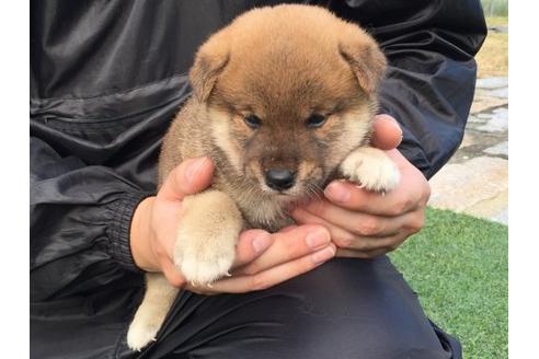 成約済の長崎県の柴犬-22804の3枚目