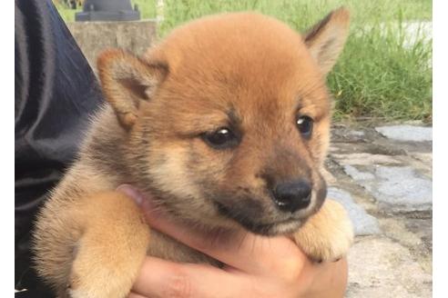 成約済の長崎県の柴犬-22143の3枚目