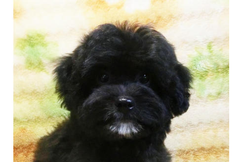 成約済の千葉県のミックス犬-23021の5枚目