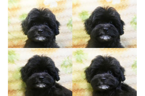 成約済の千葉県のミックス犬-23021の4枚目