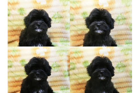 成約済の千葉県のミックス犬-23021の3枚目