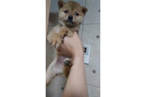 成約済の山口県の柴犬-23850の1枚目