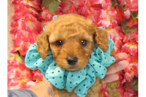 成約済の茨城県のトイプードル-23855の2枚目