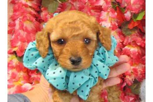 成約済の茨城県のトイプードル-23855の3枚目