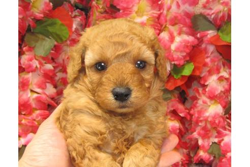 成約済の茨城県のトイプードル-23855の1枚目