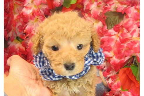 成約済の茨城県のトイプードル-23856の1枚目