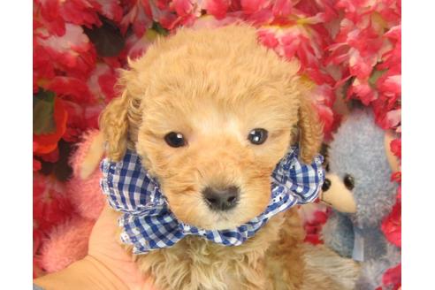 成約済の茨城県のトイプードル-23856の2枚目