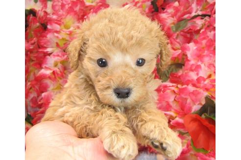 成約済の茨城県のトイプードル-23856の3枚目