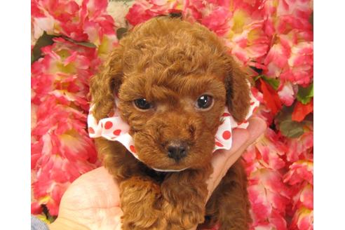 成約済の茨城県のトイプードル-23857の1枚目