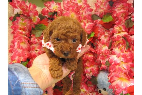 成約済の茨城県のトイプードル-23857の2枚目