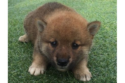 成約済の長崎県の柴犬-22144の2枚目