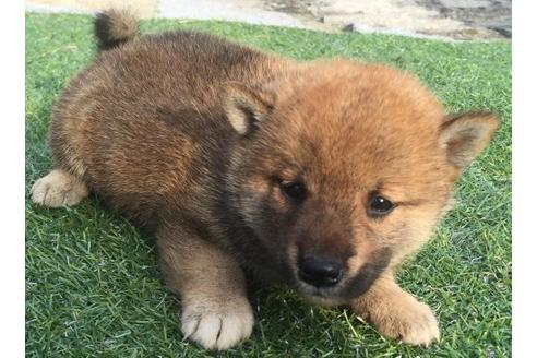 成約済の長崎県の柴犬-22144の3枚目