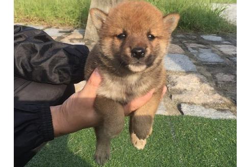 成約済の長崎県の柴犬-22144の1枚目