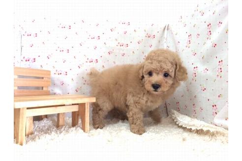 成約済の滋賀県のトイプードル-23915の2枚目