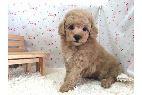 成約済の滋賀県のトイプードル-23915の1枚目