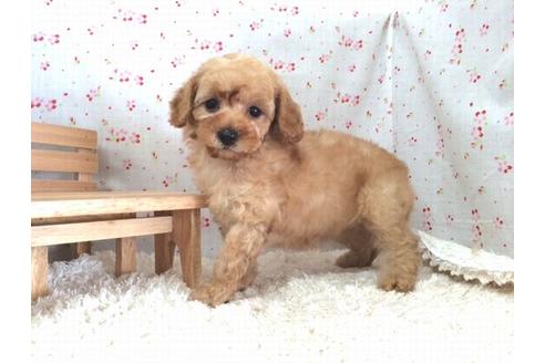 成約済の滋賀県のトイプードル-23916の2枚目