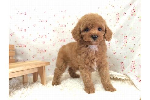 成約済の滋賀県のトイプードル-23917の1枚目