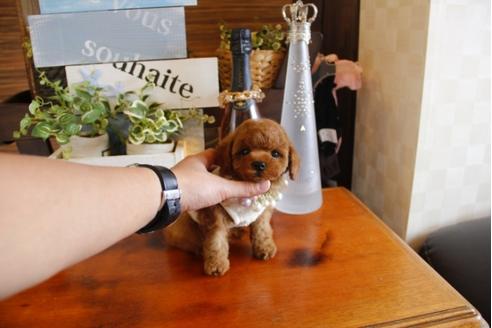 成約済の埼玉県のトイプードル-23918の2枚目