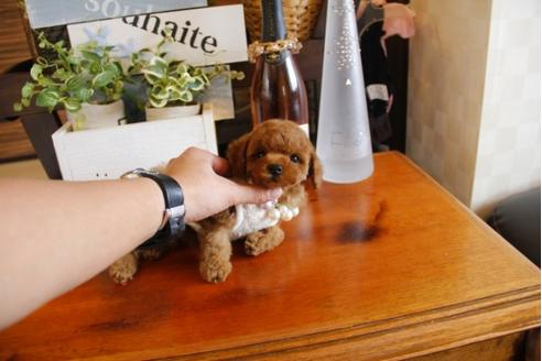 成約済の埼玉県のトイプードル-23918の3枚目