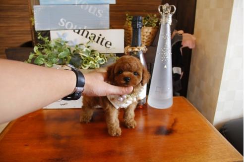 成約済の埼玉県のトイプードル-23918の4枚目