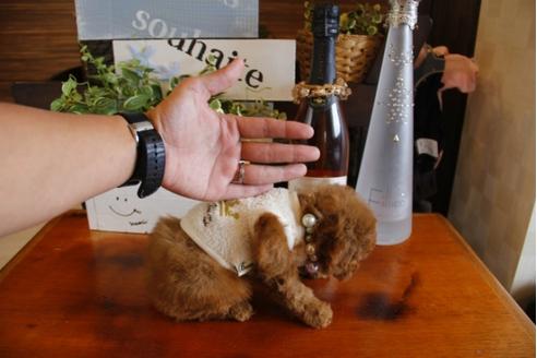 成約済の埼玉県のトイプードル-23918の5枚目