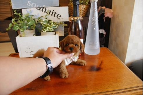 成約済の埼玉県のトイプードル-23918の1枚目