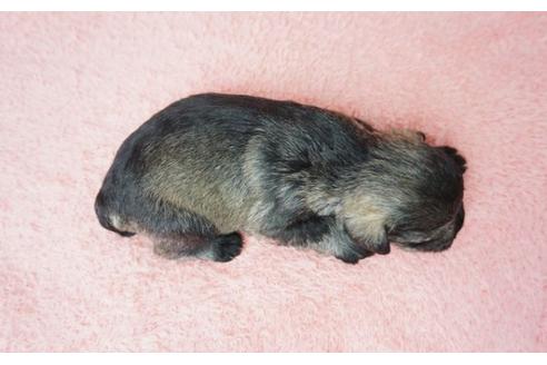 成約済の奈良県のミニチュアシュナウザー-23923の2枚目