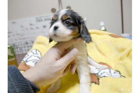 成約済の埼玉県のキャバリアキングチャールズスパニエル-23191の1枚目