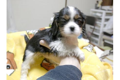 成約済の埼玉県のキャバリアキングチャールズスパニエル-23191の2枚目
