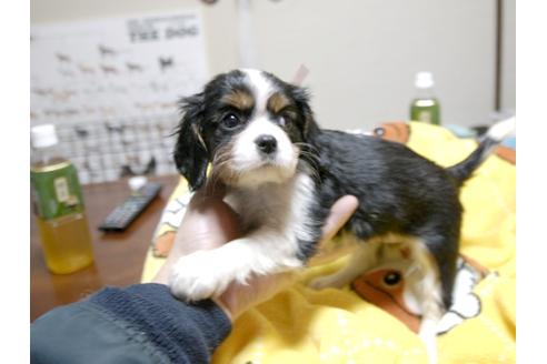 成約済の埼玉県のキャバリアキングチャールズスパニエル-23191の3枚目