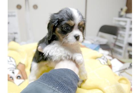 成約済の埼玉県のキャバリアキングチャールズスパニエル-23191の4枚目